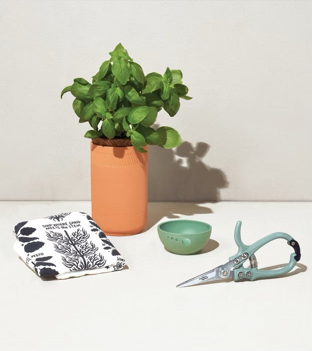 Modern Sprout Growing Gourmet Basil Terracotta Grow Kit - Box Set